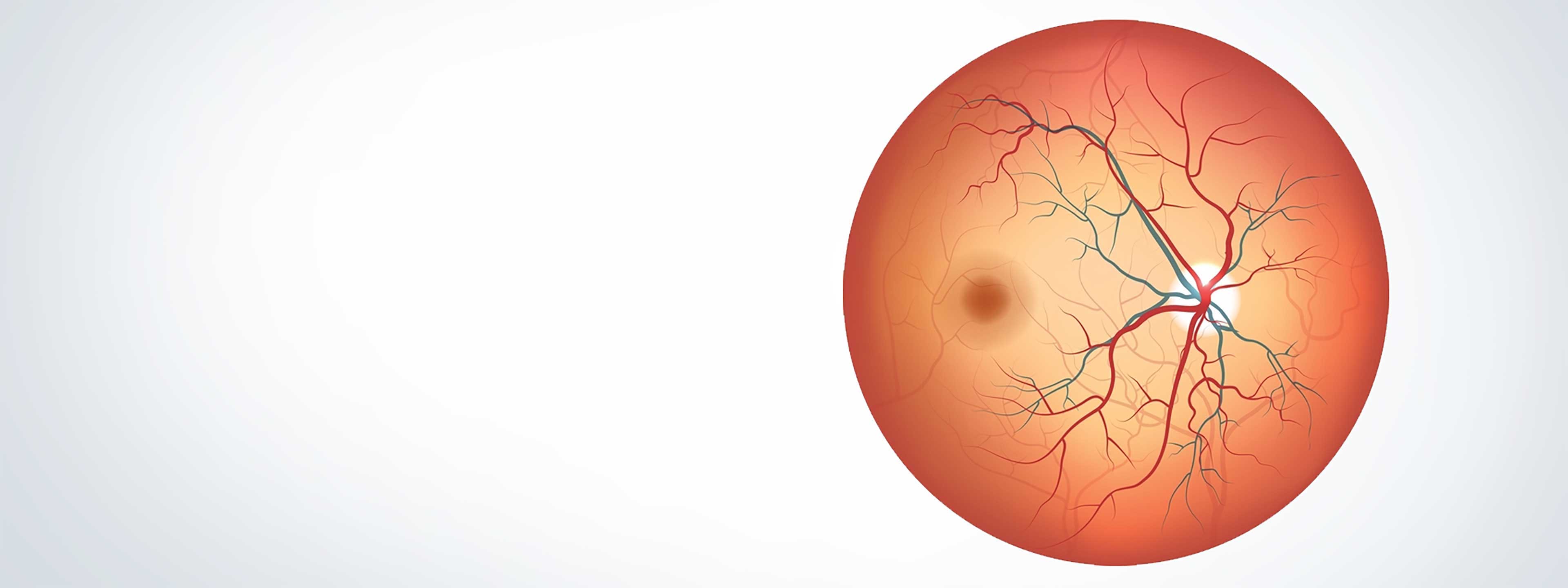 人的视网膜的图像。