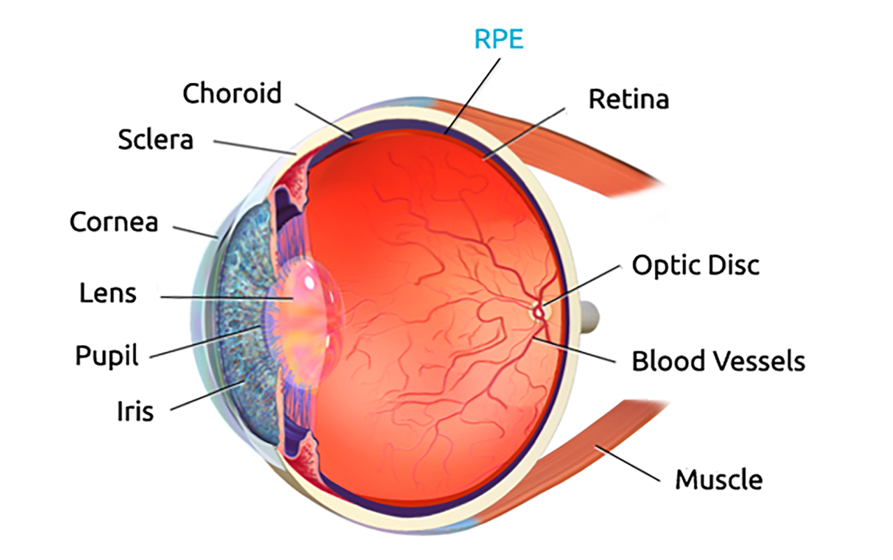 An image of the eye showing different parts of the eye.