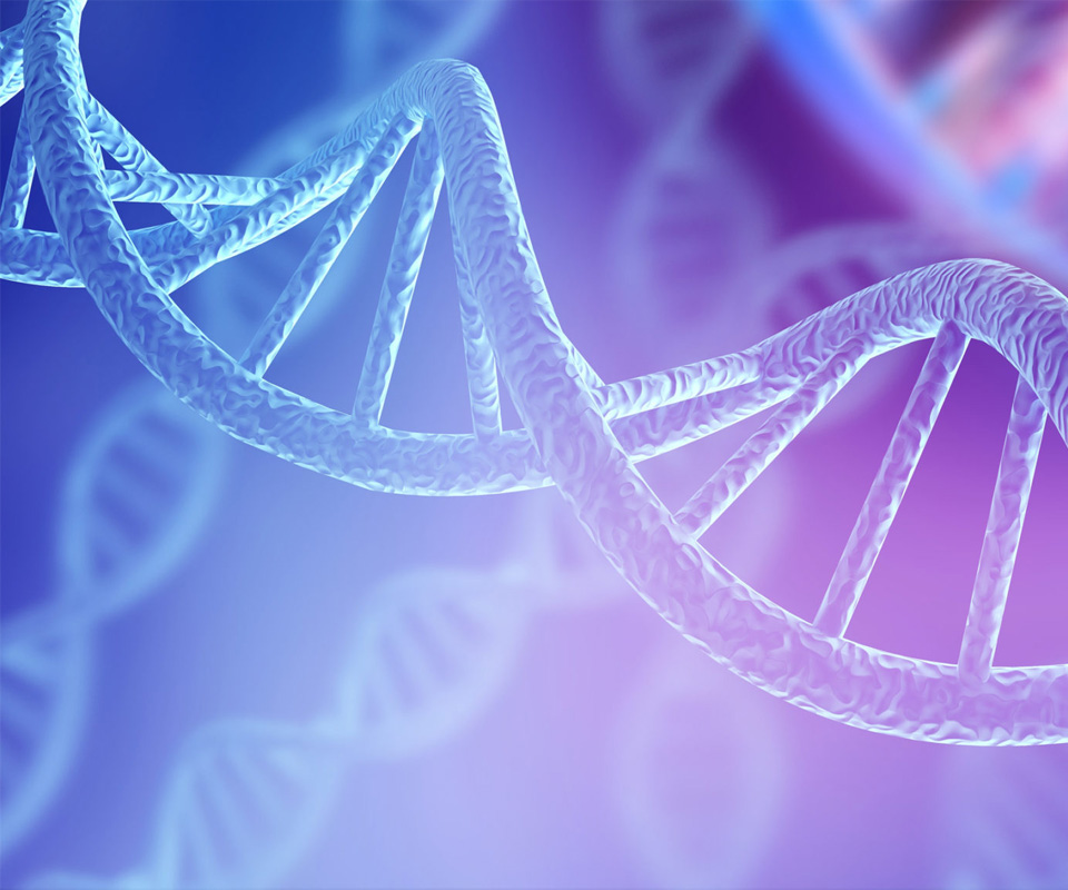 An image of the DNA